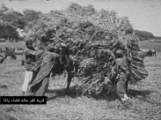 فيديو نادر من عام 1908 لقرية كفرعانة قضاء يافا 